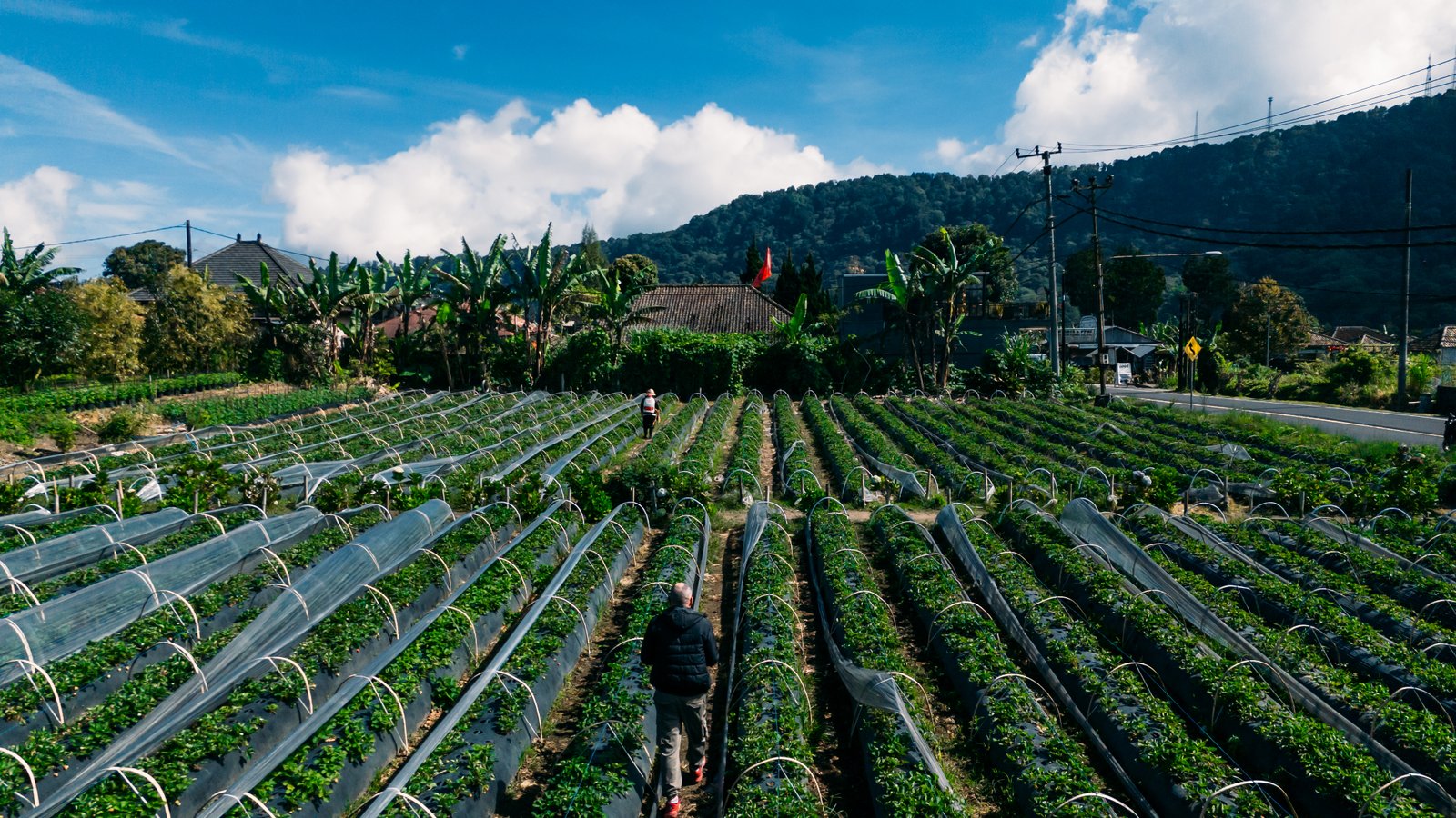 Fruit-growing fields in Bali