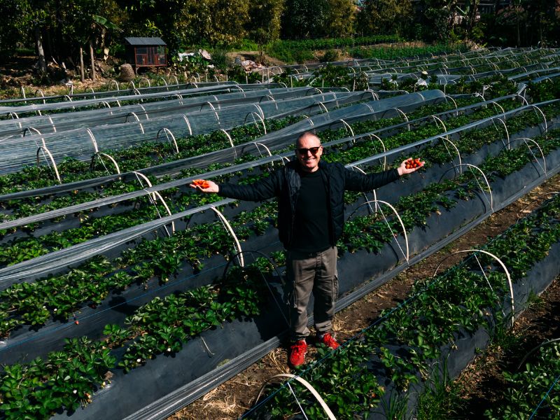 Strawberry farm_Bedugul 2
