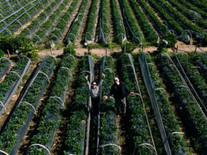 Strawberry farm_Bedugul 3
