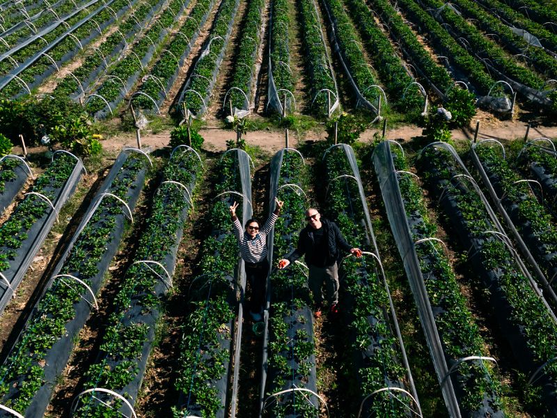 Strawberry farm_Bedugul 3