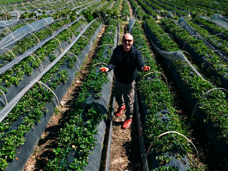 Strawberry farm_Bedugul
